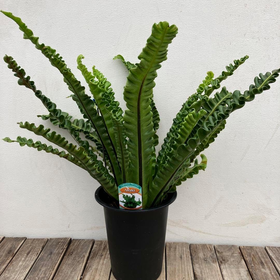 ベンジャミン スターライト 110cm (人工観葉植物 造花 フェイク